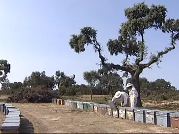 Las consecuencias de la sequía empiezan a notarse en el campo y en ciertos negocios. Las consecuencias de la sequía empiezan a notarse en el campo y en ciertos negocios.