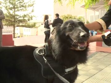 Se jubila "Beni", un perro policía detector de explosivos de la Casa Real