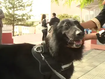 Se jubila "Beni", un perro policía detector de explosivos de la Casa Real Se jubila "Beni", un perro policía detector de explosivos de la Casa Real