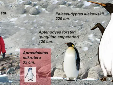 Aprosdokitos mikrotero Aprosdokitos mikrotero