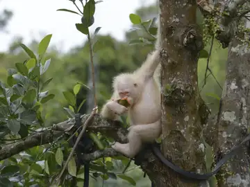 La orangutana albina de Indonesia La orangutana albina de Indonesia