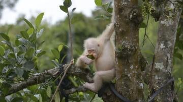 La orangutana albina de Indonesia