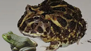 Comparación de la rana extinta con una de la especia 'American Bullfrog' Comparación de la rana extinta con una de la especia 'American Bullfrog'
