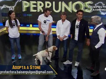 Amores Perrunos URL Amores Perrunos URL