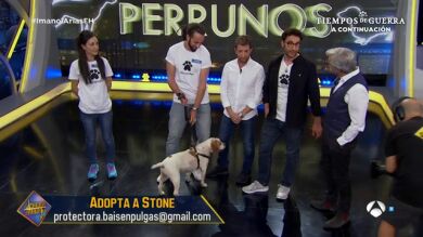 ¿Te gustaría adoptar a Stone?