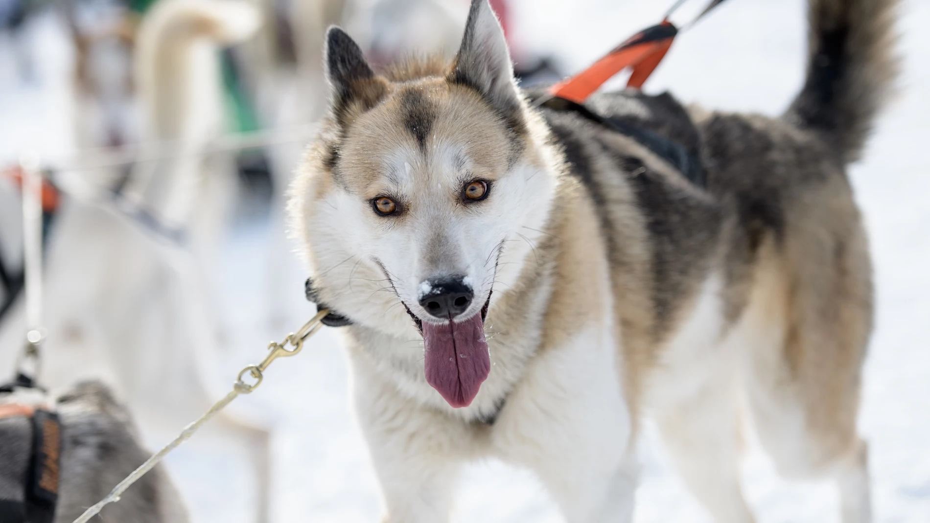 Husky siberiano Husky siberiano
