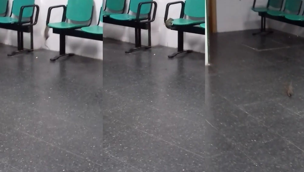 Una rata en el Hospital de la Línea 