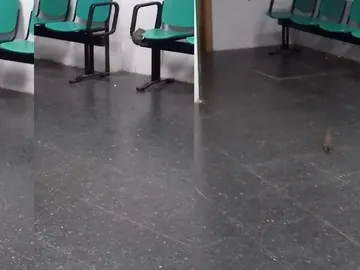 Una rata en el Hospital de la Línea Una rata en el Hospital de la Línea