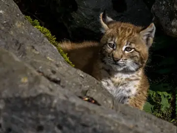 Cachorro de lince Cachorro de lince