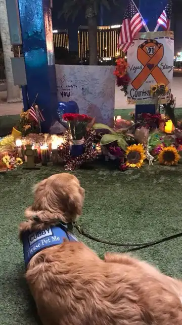 Uno de los perros en la vigilia Uno de los perros en la vigilia