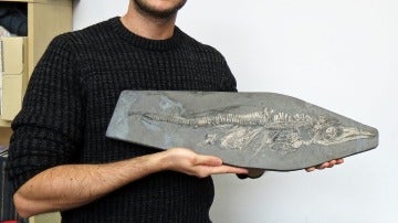 Así es el fósil del ictiosaurio bebé