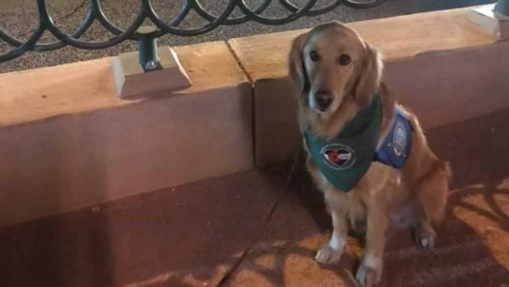 Uno de los perros de ayuda en Las Vegas