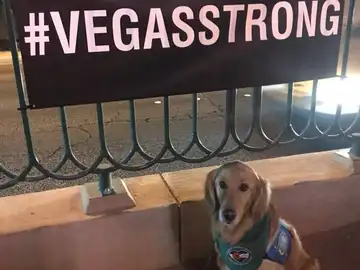 Uno de los perros de ayuda en Las Vegas Uno de los perros de ayuda en Las Vegas