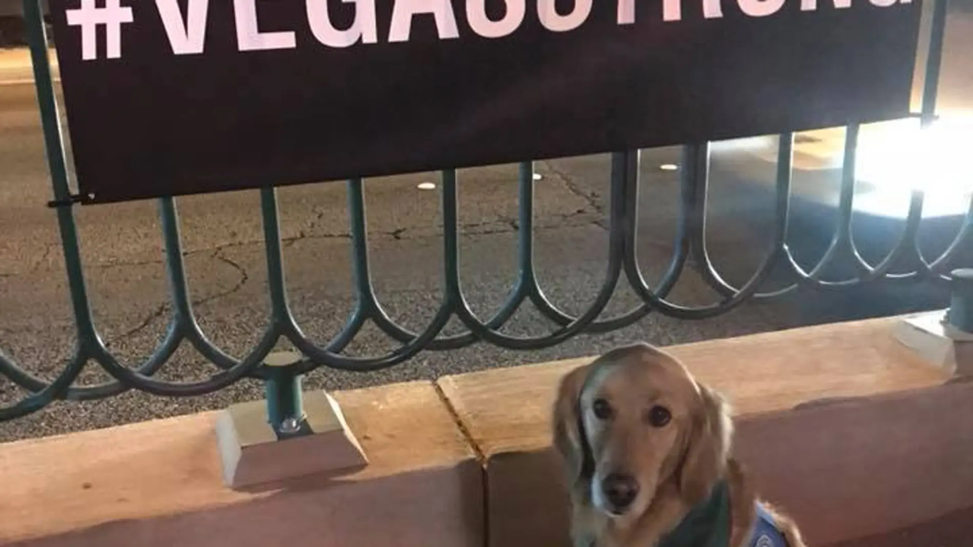 Uno de los perros de ayuda en Las Vegas Uno de los perros de ayuda en Las Vegas