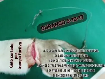 Foto del gato herido en Durango Foto del gato herido en Durango