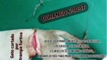 Foto del gato herido en Durango