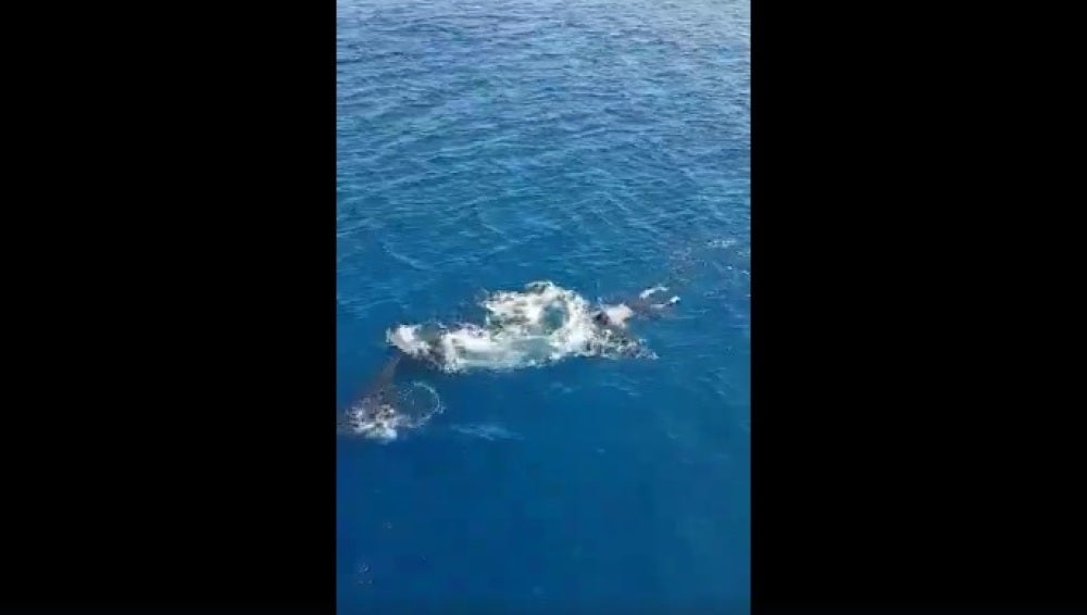 Ballena varada en Fuerteventura