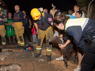 La cabra, minutos después del rescate La cabra, minutos después del rescate