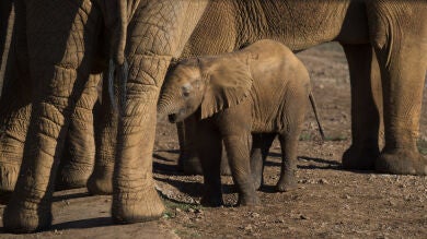 Cabárceno vive un 'baby boom' de elefantes africanos