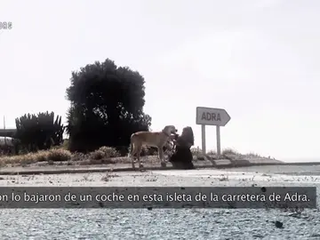 Aston fue rescatado por un refugio Aston fue rescatado por un refugio