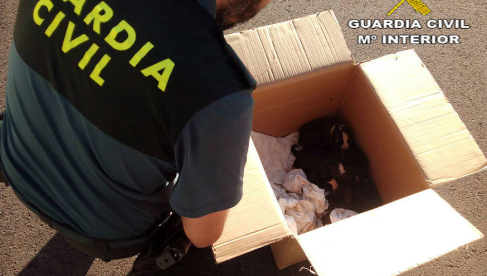 Cachorros rescatados por la Guardia Civil