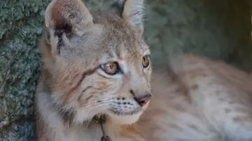 Cría de lince Cría de lince