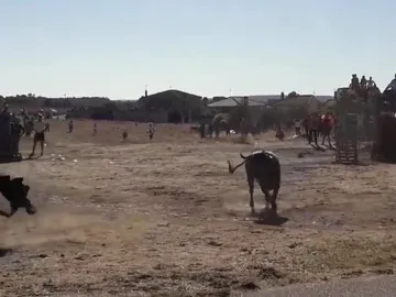 Muere tras ser corneado en un encierro Muere tras ser corneado en un encierro