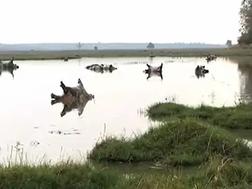 Hipopótamos fallecidos Hipopótamos fallecidos
