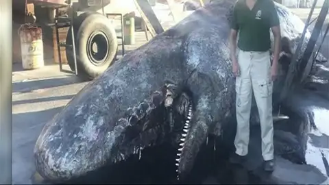 Aparece el cadáver de un cachalote de 9 metros en El Hierro Aparece el cadáver de un cachalote de 9 metros en El Hierro
