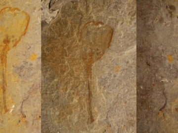 Un extraño ser en forma de tulipán de hace 500 millones de años aparece fosilizado en Utah