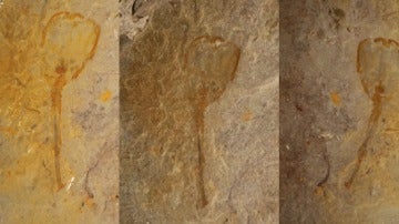 Un extraño ser en forma de tulipán de hace 500 millones de años aparece fosilizado en Utah