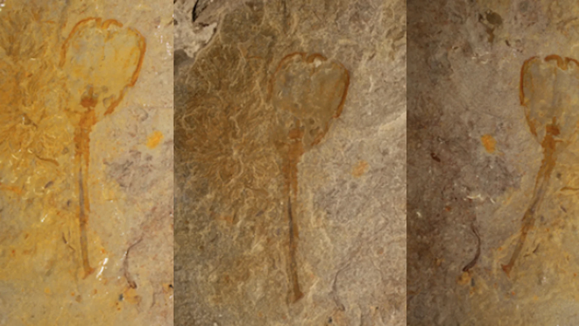 Un extraño ser en forma de tulipán de hace 500 millones de años aparece fosilizado en Utah Un extraño ser en forma de tulipán de hace 500 millones de años aparece fosilizado en Utah