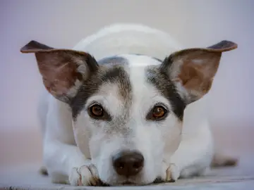 Perro con las orejas levantadas Perro con las orejas levantadas