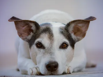 Perro con las orejas levantadas Perro con las orejas levantadas