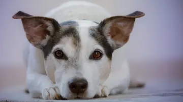 Perro con las orejas levantadas Perro con las orejas levantadas