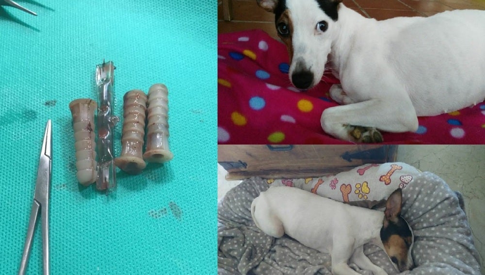 Petra, la perrita a la que introdujeron varios objetos en la vagina