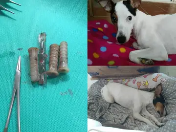 Petra, la perrita a la que introdujeron varios objetos en la vagina Petra, la perrita a la que introdujeron varios objetos en la vagina