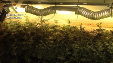 Guardia Civil detiene en Mijas al cabecilla de una organización belga dedicada al cultivo 'indoor' de marihuana