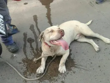 El pitbull maltratado en Argentina El pitbull maltratado en Argentina