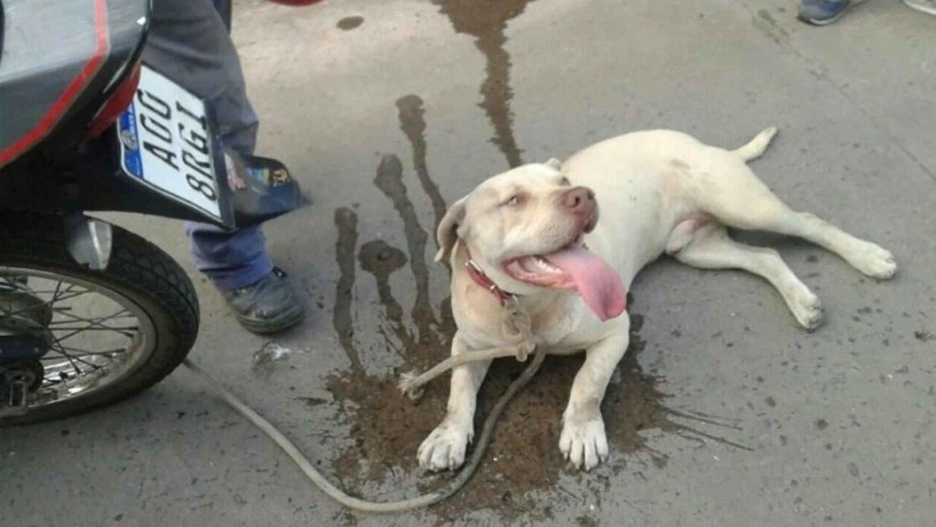 El pitbull maltratado en Argentina El pitbull maltratado en Argentina