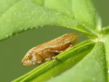 OLIVOS OLIVOS