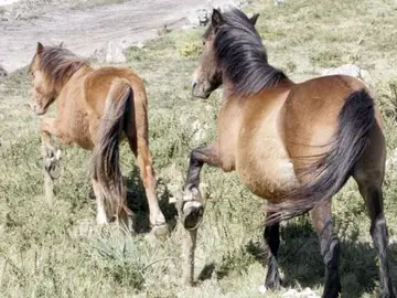 Imagen de archivo de unos caballos con cepos Imagen de archivo de unos caballos con cepos
