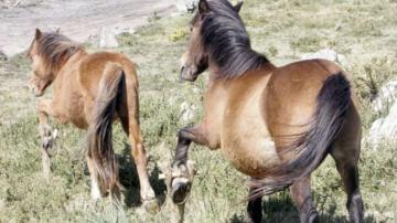 Imagen de archivo de unos caballos con cepos