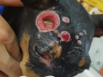 Un perro rociado con ácido Un perro rociado con ácido