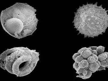 Microfósiles encontrados en Mongolia arrojan luz sobre los primeros animales en la Tierra Microfósiles encontrados en Mongolia arrojan luz sobre los primeros animales en la Tierra