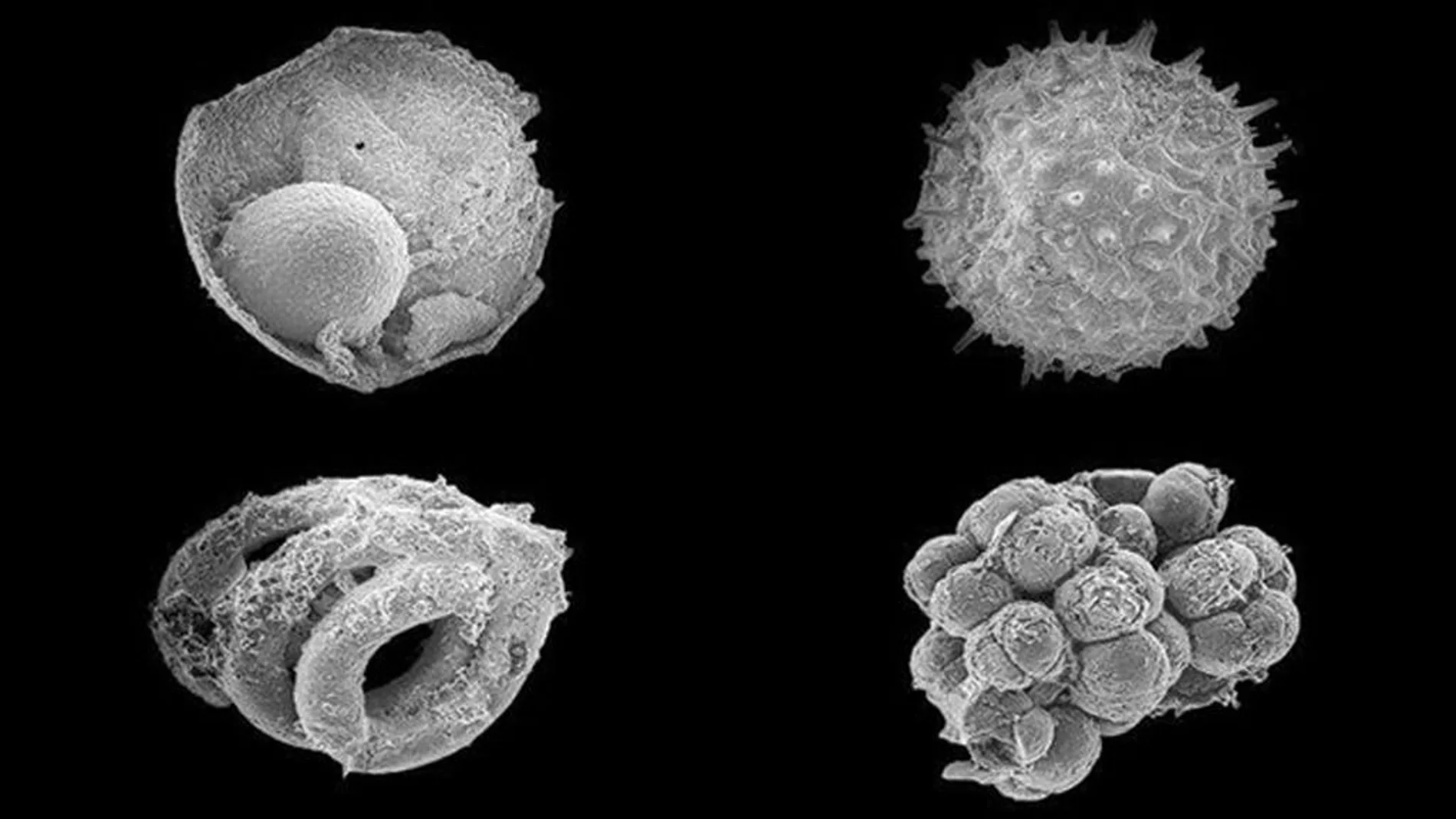 Microfósiles encontrados en Mongolia arrojan luz sobre los primeros animales en la Tierra Microfósiles encontrados en Mongolia arrojan luz sobre los primeros animales en la Tierra