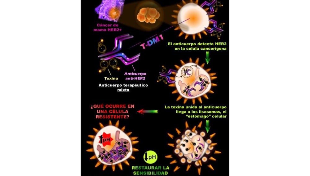 Imagen cedida por el Centro de Investigación del Cáncer