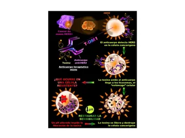 Imagen cedida por el Centro de Investigación del Cáncer Imagen cedida por el Centro de Investigación del Cáncer