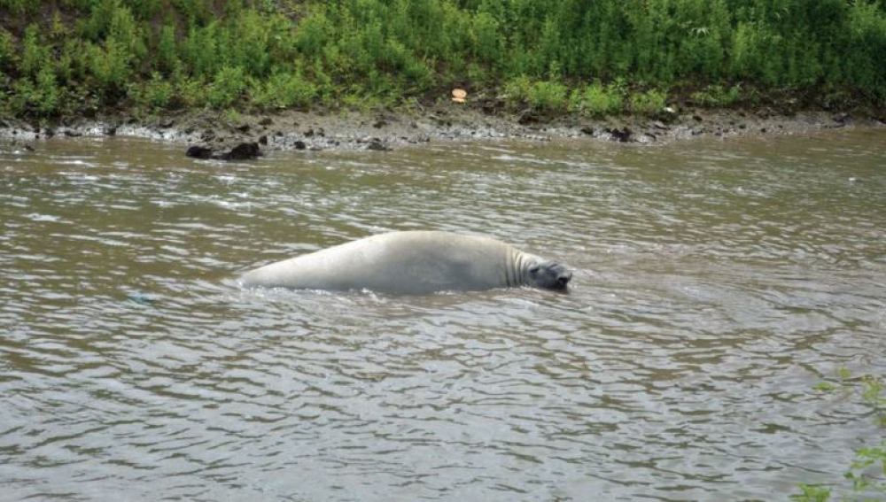 El elefante marino rescatado