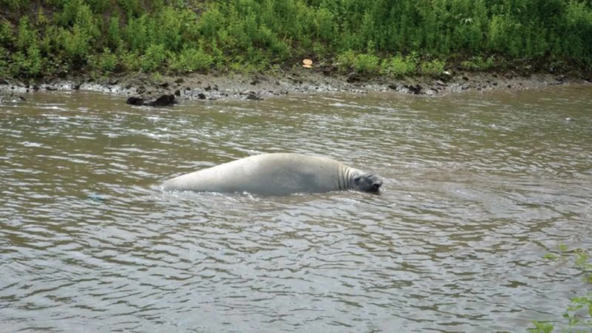 El elefante marino rescatado El elefante marino rescatado